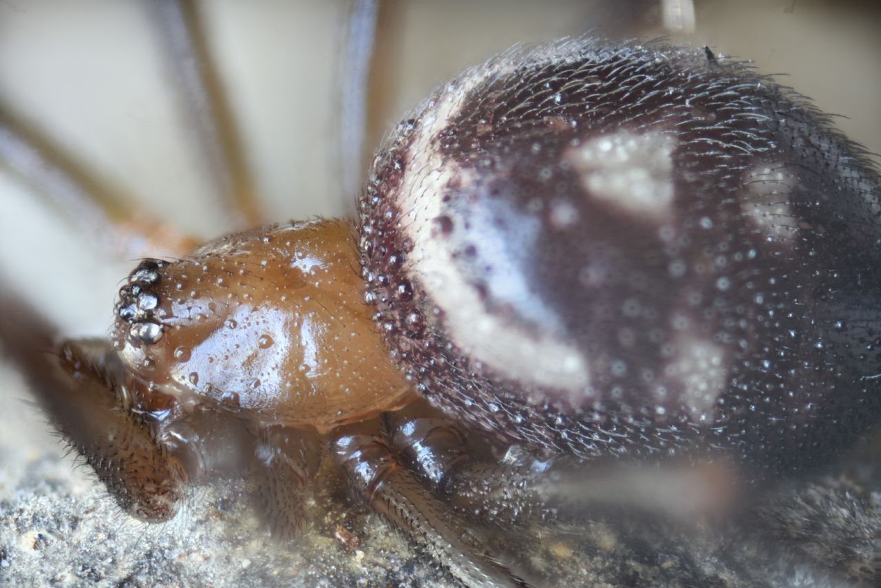 Non sembrerebbe una Vedova, ed  Steatoda grossa